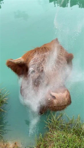 We are overrrrrr the flies! 🐮 #highlandcow #animals #minicow | Highland Cows
