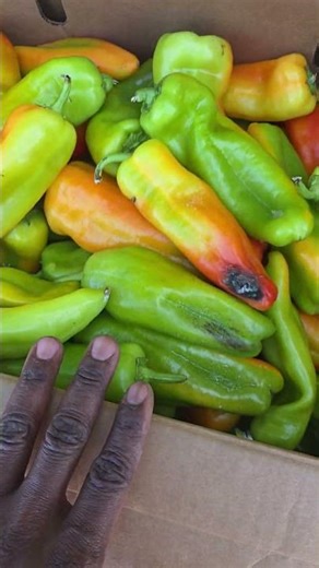 My heart! It's bursting with tears!..