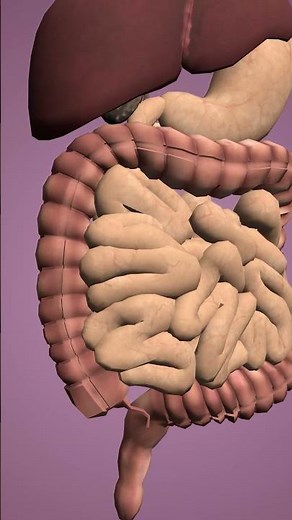 Introduction to Appendix #science #facts #humananatomy #biology