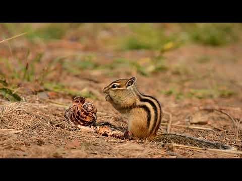 Siberian Chipmunks: A Close-Up Look at Chipmunk Cuties and Playful Antic