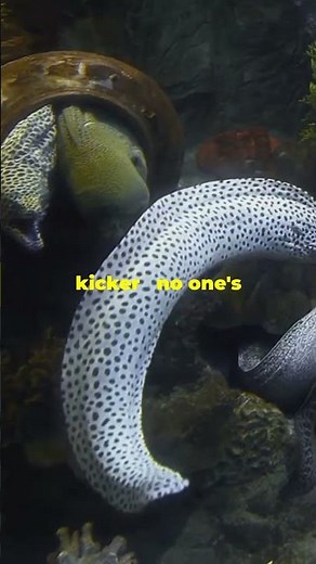 How do Eels Reproduce? [**FASCINATING**]