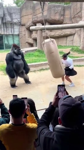 A Stunning Display of Strength | Silverback Gorilla Moment That Shocked the Crowd