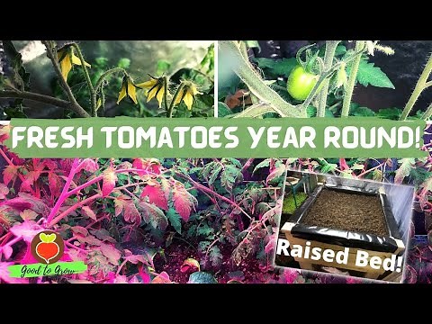 Can You Grow Tomatoes Indoors? | Winter Tomatoes Grow Tent Vegetable Garden | Guten Yardening