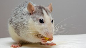 Rat Fact Sheet