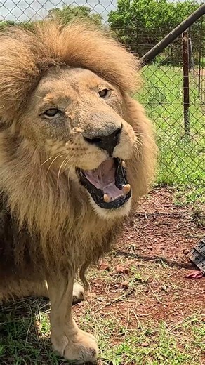 LION Loves Meat Treats #cat #wildlife #nature