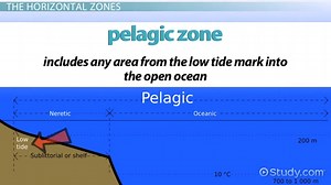 Ocean Depth Zones | Overview, Characteristics & Layers