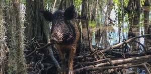 Feral pigs harm wildlife and biodiversity as well as crops