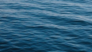 Black seadevil anglerfish spotted near the surface in rare sighting