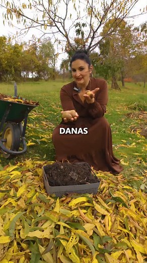 39K views · 8.6K reactions | Kako da upotrebite lišće koje vas okružuje? Posadite ozimi krompir. Odaberite bilo koju sortu. Očekujte berbu krompira u junu.凜凜 Ukoliko sakupljate lišće na gomilu i nosite ga u kompost, umesto toga direktno na toj gomili posadite krompir. Obratite pažnju na uputstva u videu. Takođe, ostavite 50 procenata lišća drvetu. . . . . . . . #tragbiljke #biljke #krompir | Trag Biljke | Facebook