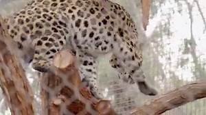107K views · 7.3K reactions | Our new Asian leopards habitat is now open, complete with overhead "cat walks." Let our cats walk all over you. | San Diego Zoo | Facebook