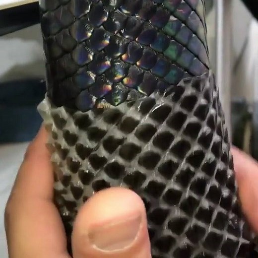 Check out this video of a BOELENS PYTHON SHEDDING! The Boelen's Python is nonvenomous and part of the Snake Family 'Pythonidae.' Classified as 'Morelia Boeleni', this particular Snake showcases the concept of Iridescence! Iridescence is when, under a certain angle of light, shades of color seem to change to the naked eye, with this snake often shading the entire color spectrum! Video by © New England Reptile Distributors via © @draco_the_brooks_kingsnake #WildlifePlanet via @ourplanetdaily | Wil