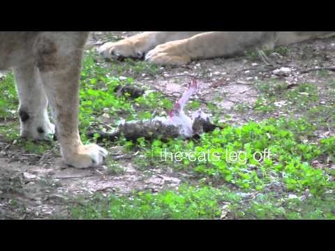 Lion Eats Cat