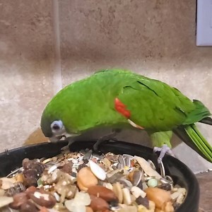 146K views · 10K reactions | Baby. Hahns female macaw. Beak injury 5 years ago by other parrot. Not a candidate for beak prostectic for growth plate to weak. Baby says.... it is good. And it is.. | APR All Parrot Rescue | Facebook