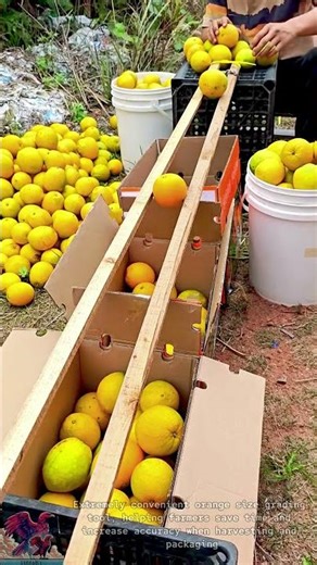 Fast Orange Size Sorting Tool #tools #shorts #viral #creative