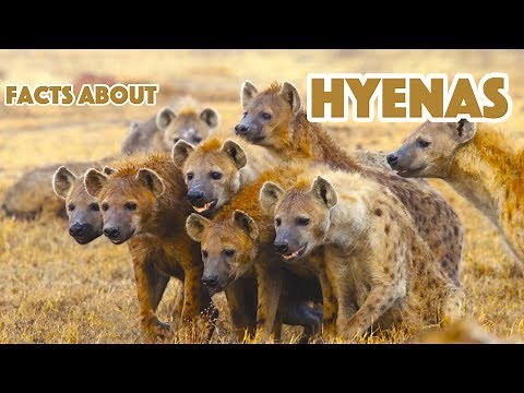 5 Facts About Hyenas - Hyena Facts, For Kids