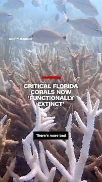 Critical Florida corals now 'functionally extinct'