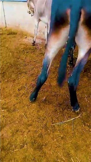 Donkeys live among donkeys and horses 920