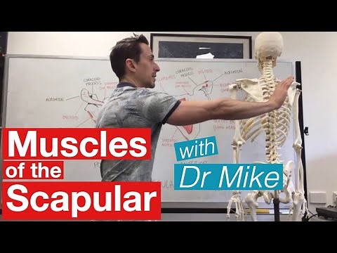 Muscles of the Scapula | Musculoskeletal Anatomy