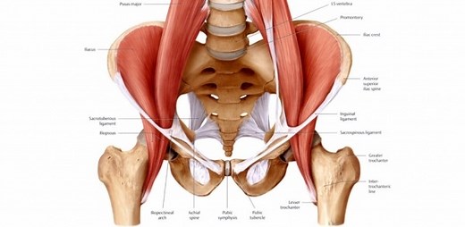 The Hip Flexor Complex | CMS Fitness Courses