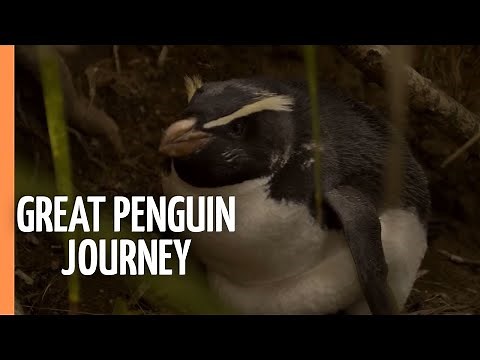 The Great Penguin Journey - Love and Survival in the South | Full Documentary