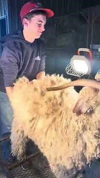 Working angora goat hair