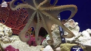 3.2K reactions · 1K shares | Come see why The Florida Aquarium is one of the top aquariums in the country! | Visit Tampa Bay | Facebook