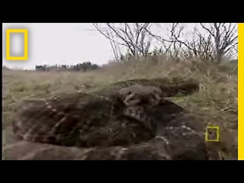 Rattlesnake Roundup | National Geographic