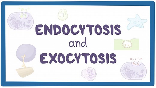 Endocytosis and exocytosis: Video, Causes, & Meaning | Osmosis