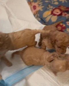 59K views · 891 reactions | Here are the little cockapoo puppies that were born in a puppy mill situation. They are about four weeks old here but today they just turned five weeks. They will be ready for adoption in three weeks. We will start the pre-adoption process soon. | 1 Love Dog Rescue | Facebook