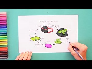 How to draw lifecycle of silk worm - labeled science diagrams