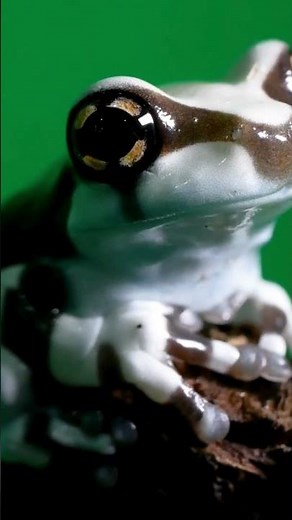 Poison Dart Frogs: Colorful, Toxic Wonders of the Rainforest