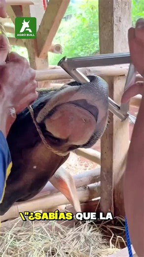 Manejo Eficaz de Toros: Tecnología y Respeto