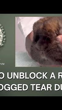 How to Unblock a Rabbit's Clogged Tear Duct