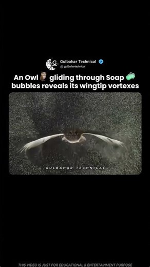 Owl Flies Through Bubbles — Nature’s Hidden Physics! 🦉✨