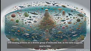 DNA binding protein in biology - meaning, definition and examples