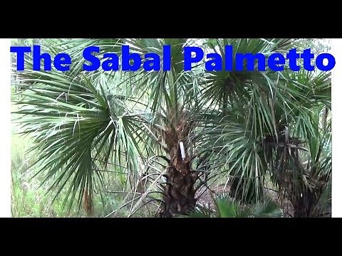 The Sabal Palmetto!
