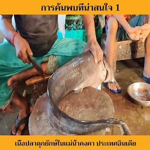 9K views · 145 reactions | ชายคนนี้กำลังแล่ปลาดุกในแม่น้ำคงคา | Meteor Media | Facebook