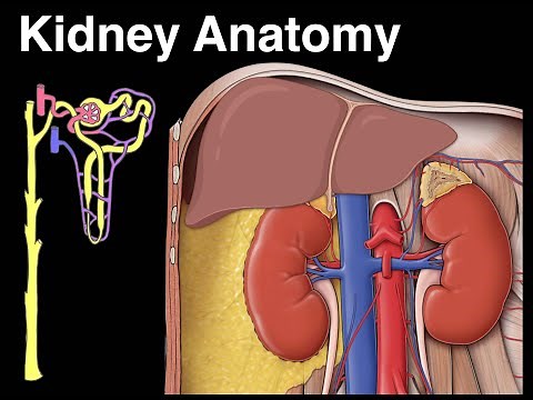 Kidney anatomy