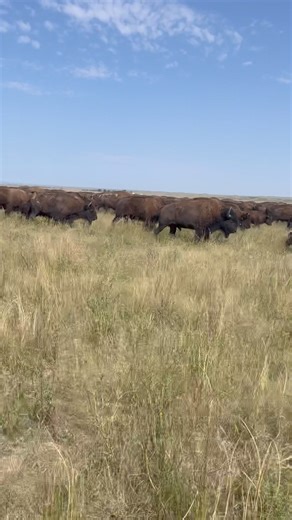 20K views · 198 reactions | Come on spring! | Wild Idea Buffalo | Facebook