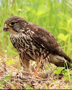 The Merlin is a formidable bird-hunter. To catch prey, these small falcons plough through massive flocks of birds at speeds topping 30 miles per hour! Learn more about the Merlin in ABC’s Bird of the Week: https://abcbirds.org/bird/merlin/ Video: Merlin by BlackBoxGuild/Shutterstock | American Bird Conservancy