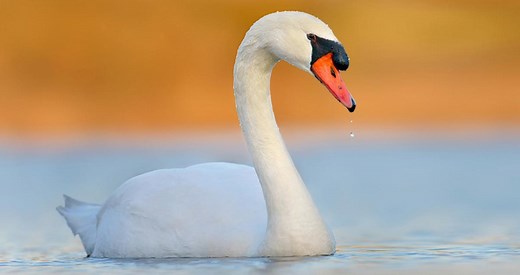 Mute Swan Identification, All About Birds, Cornell Lab of Ornithology