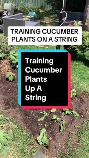 Training Cucumber Plants Up A String - Gardening Tips