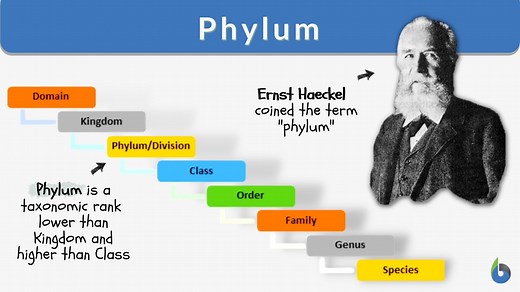 Phylum - Definition and Examples - Biology Online Dictionary