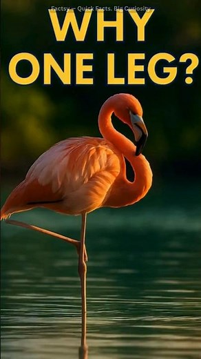 Why Flamingos Stand On One Leg 🦩