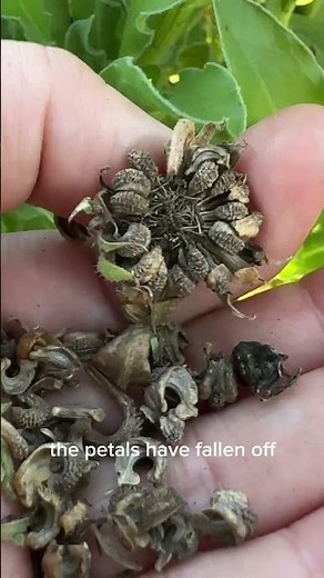 Calendula Seeds!