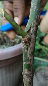 Mango Plant Grafting Technique 🌵#shorts #mango #grafting