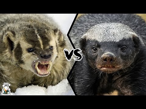 American Badger vs Honey Badger - Which is Tougher and Could Win a Fight?