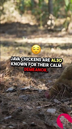 Discover Java Chickens: A Living Piece of Poultry History!