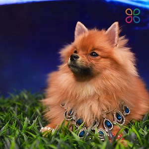 Rich vs Broke | Troom Troom