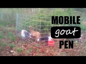 DIY Cattle Pannel Mobile Goat Pen / Miniature Goats Eat Invasive Bush in Their New Fencing Setup